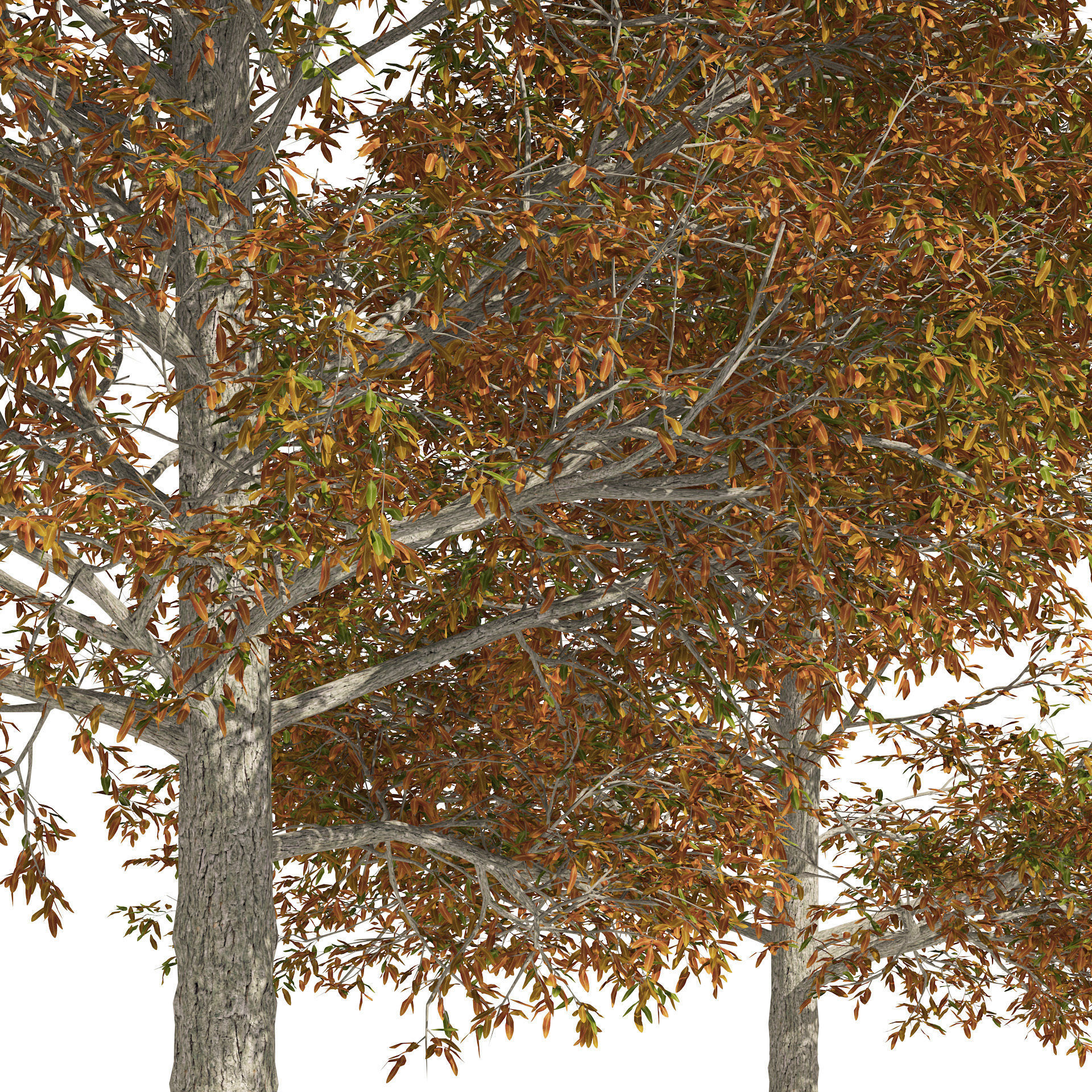 Autumn Quercus imbricaria Oak Fall Trees 3D model_2