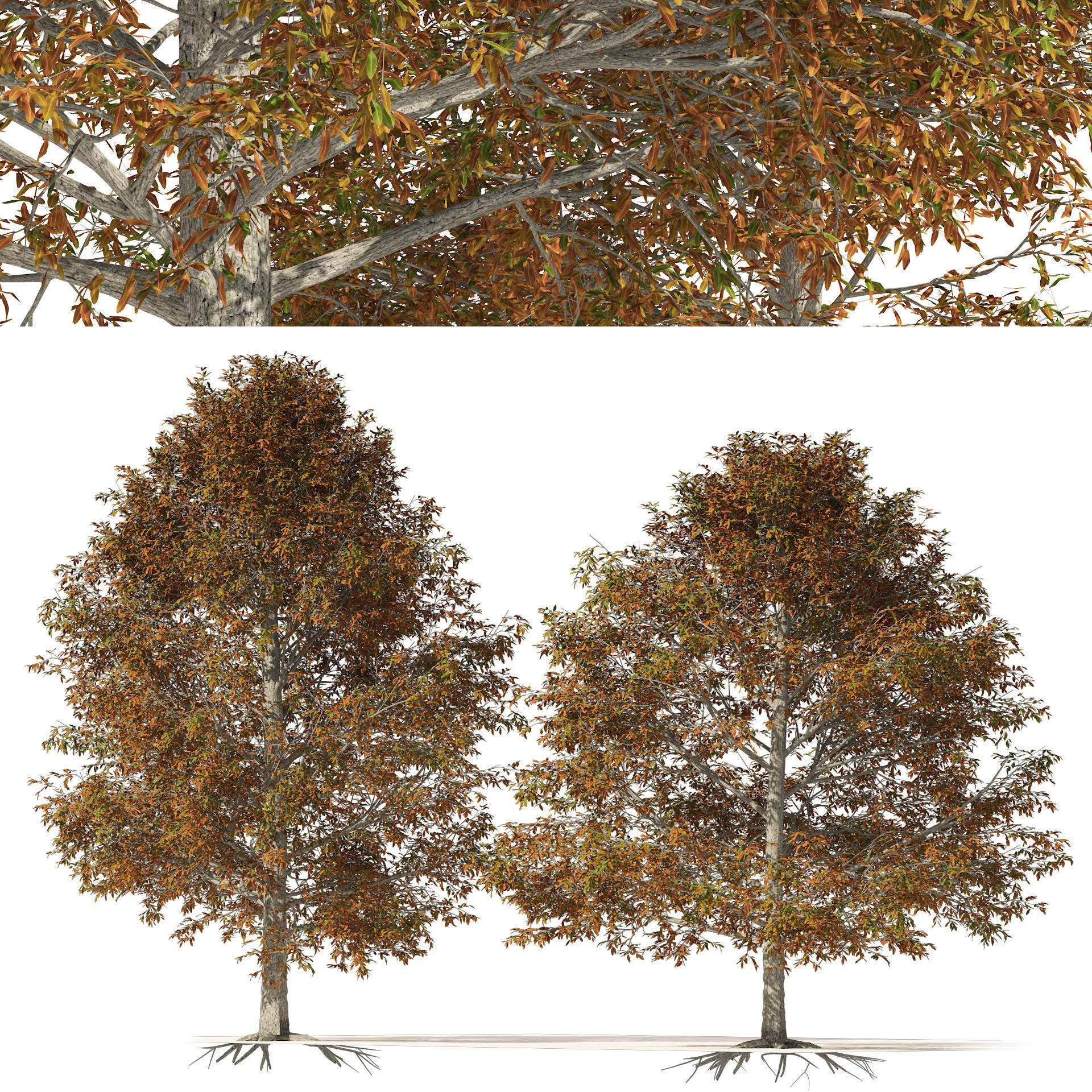 Autumn Quercus imbricaria Oak Fall Trees 3D model_5