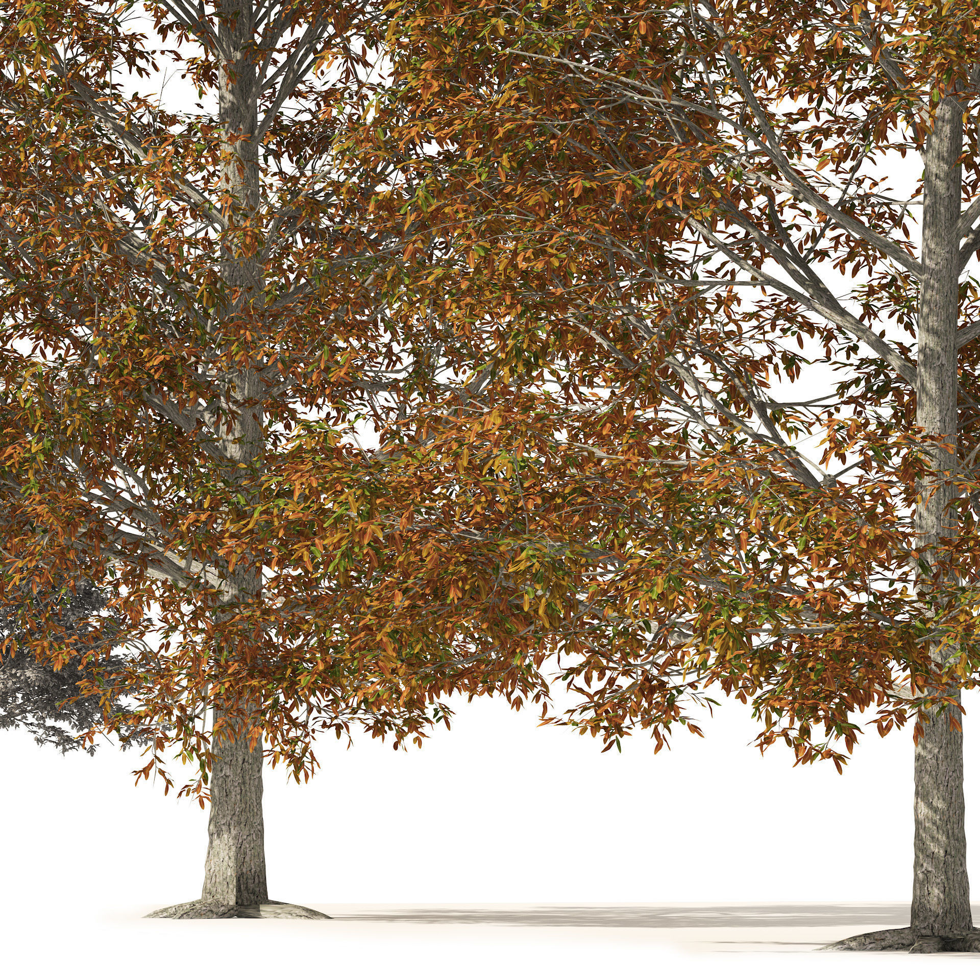 Autumn Quercus imbricaria Oak Fall Trees 3D model_3