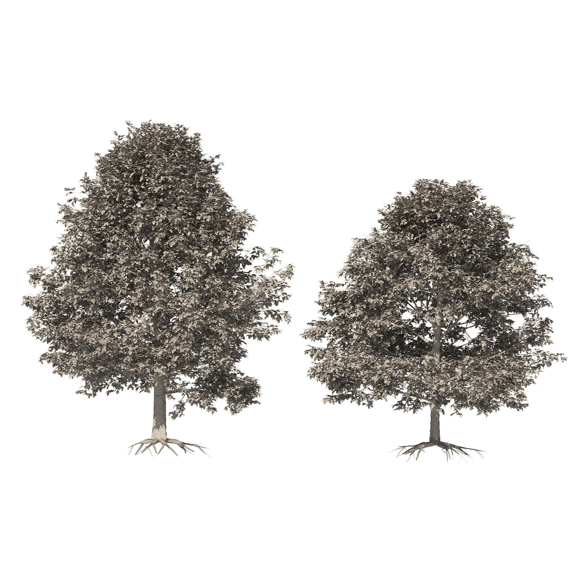 Autumn Quercus imbricaria Oak Fall Trees 3D model_4