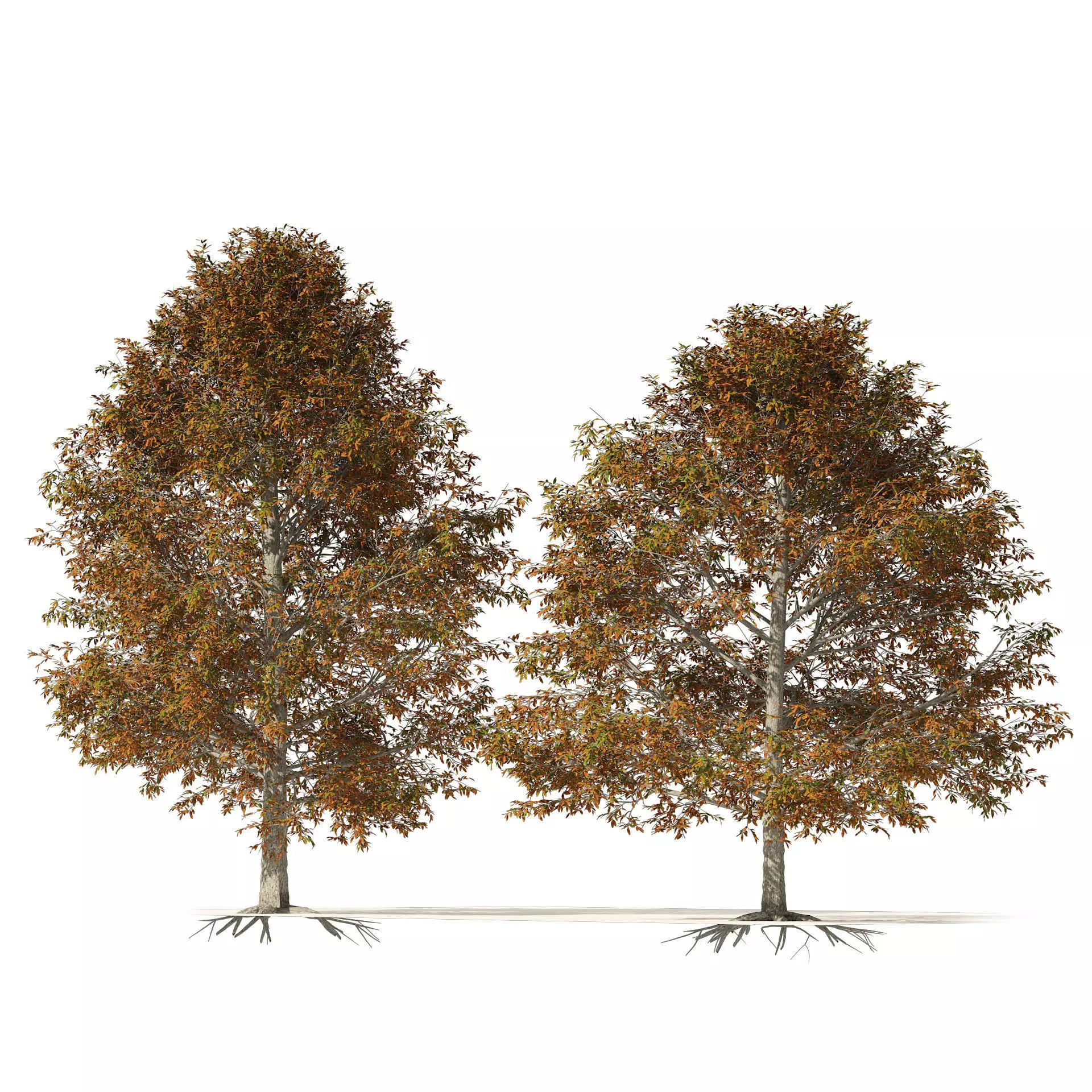Autumn Quercus imbricaria Oak Fall Trees 3D model_0