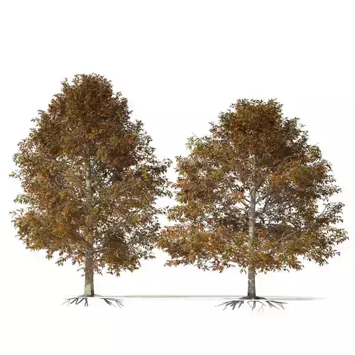 Autumn Quercus imbricaria Oak Fall Trees 3D model