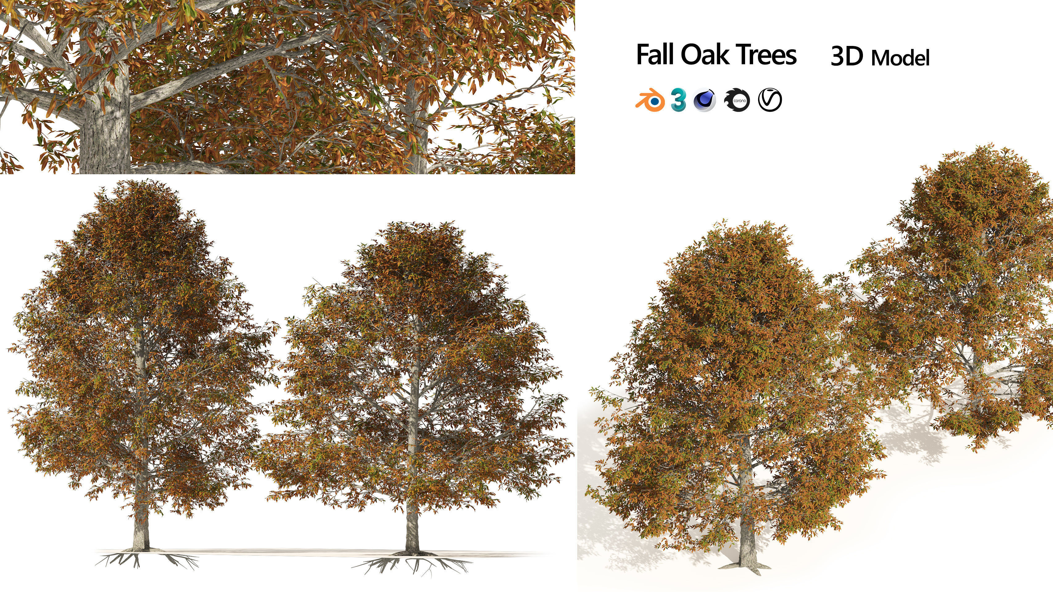 Autumn Quercus imbricaria Oak Fall Trees 3D model_6