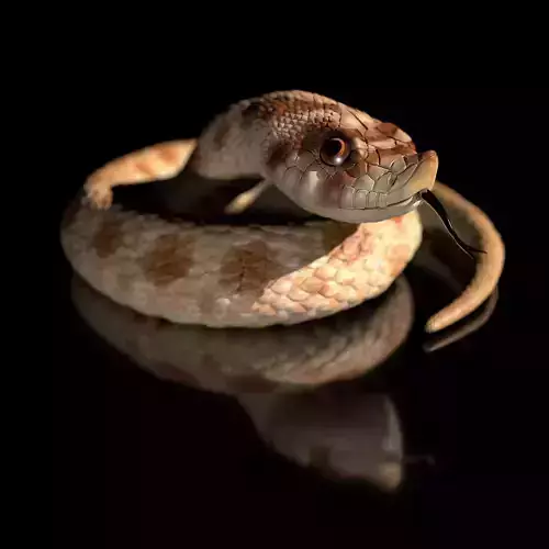 Hognose Snake - Heterodon Nasicus-Highpolygon 3D model fullsize 