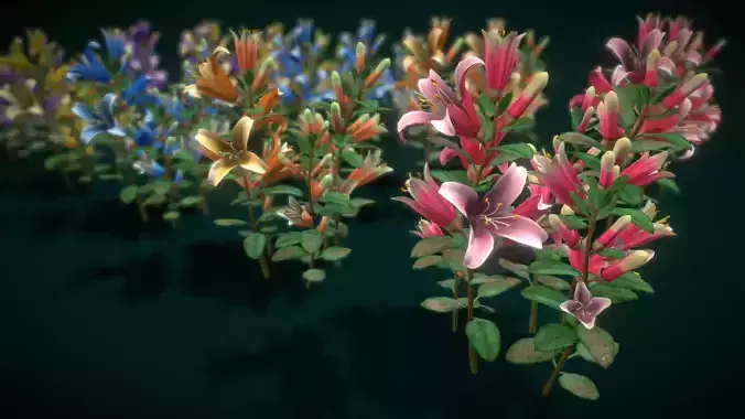 Flower Correa Reflexa