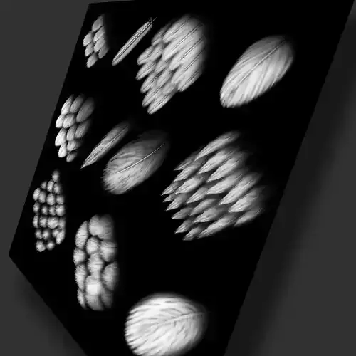 11 Feather alpha maps Texture