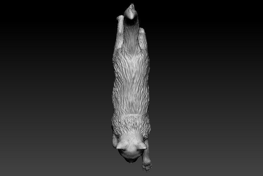 rag doll Cat 3D print model_1