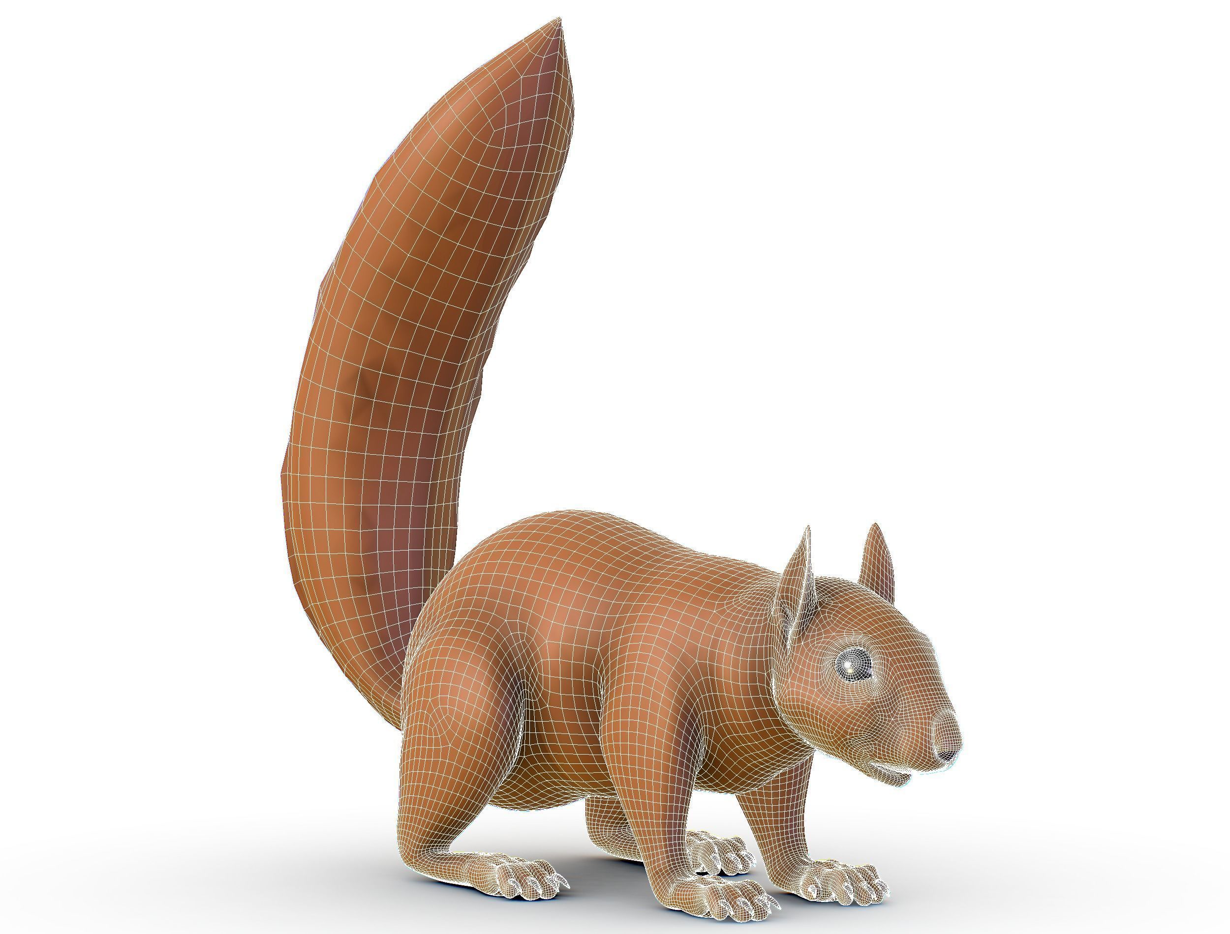 High Poly Forest Wild Red Squirrel Low-poly 3D model_22