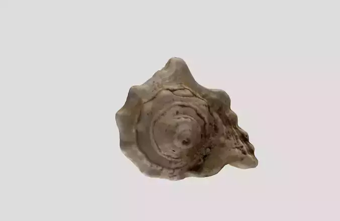 A sea shell 3D model
