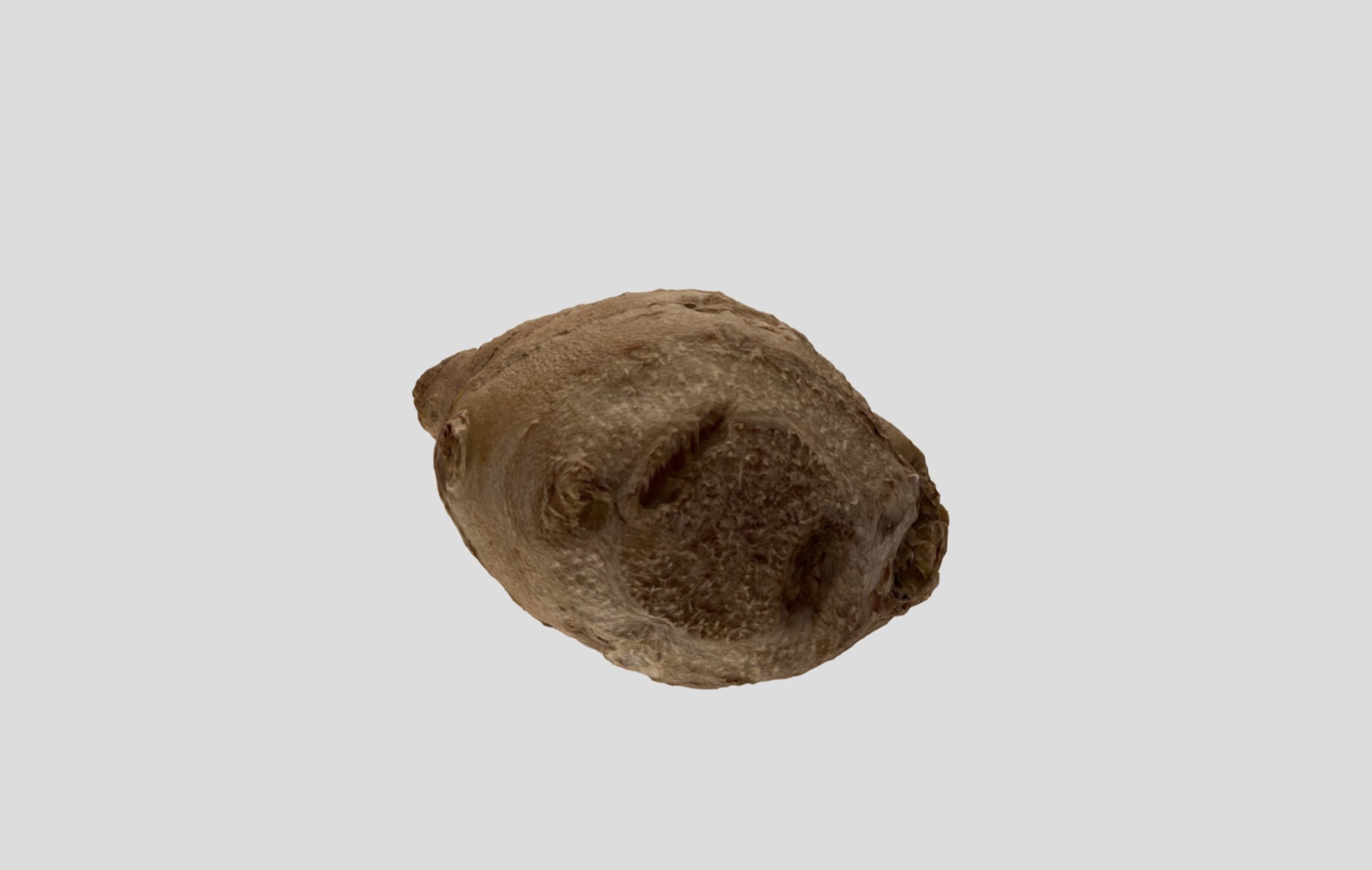 Ginger Root 3D model_21