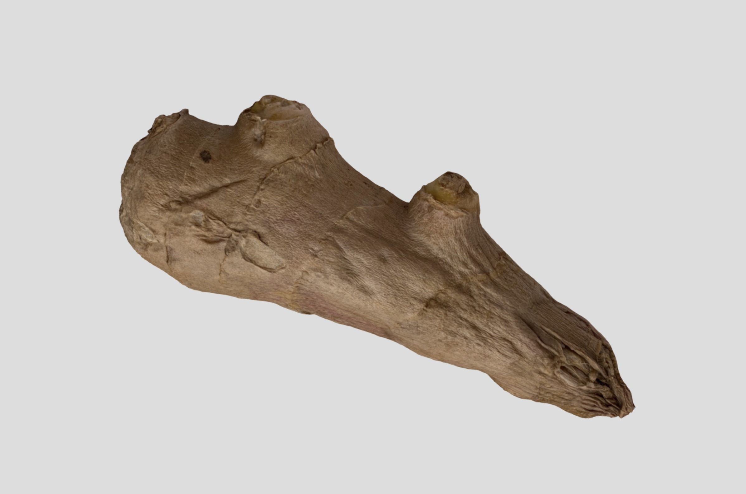 Ginger Root 3D model_14