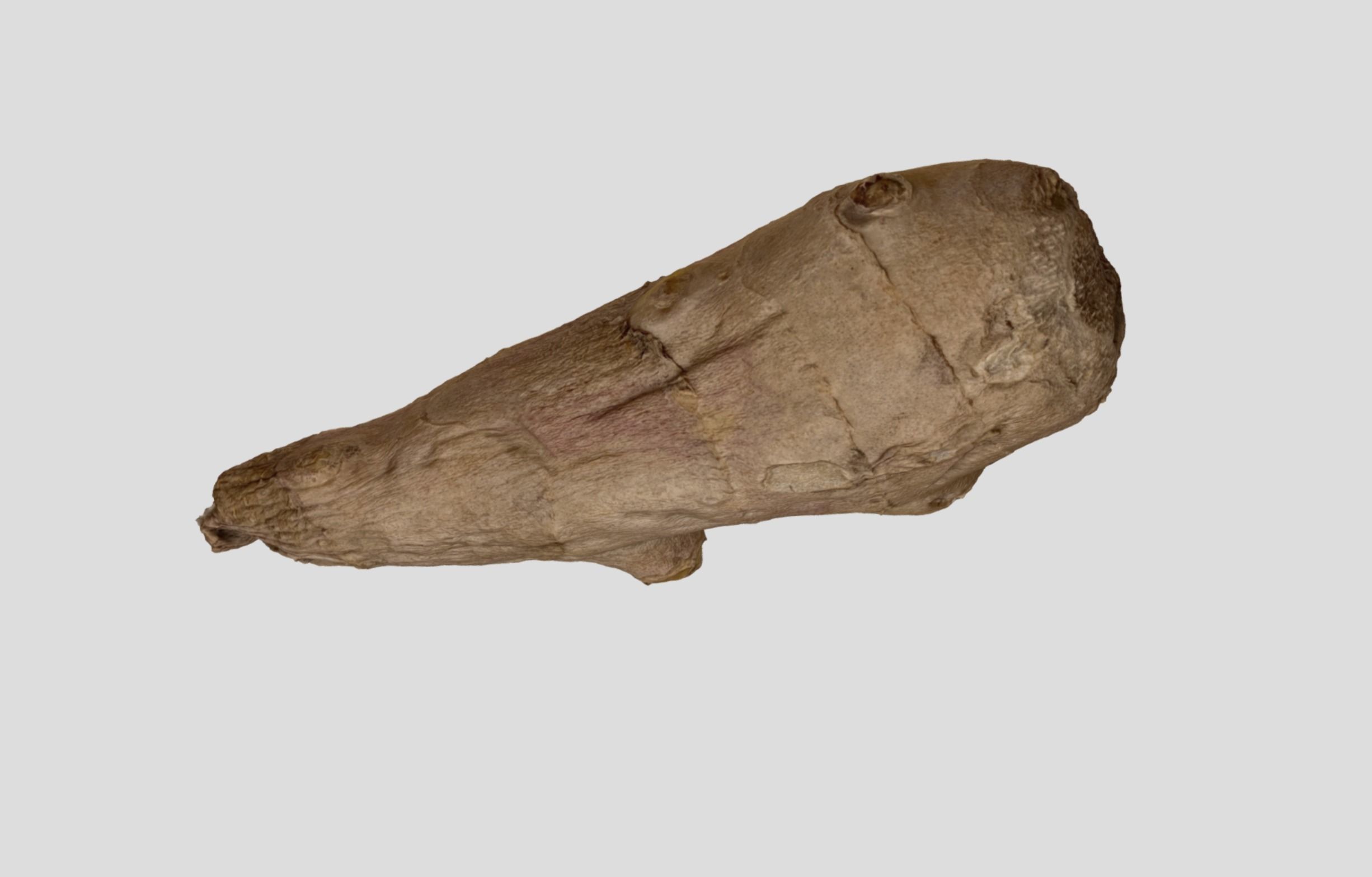 Ginger Root 3D model_25