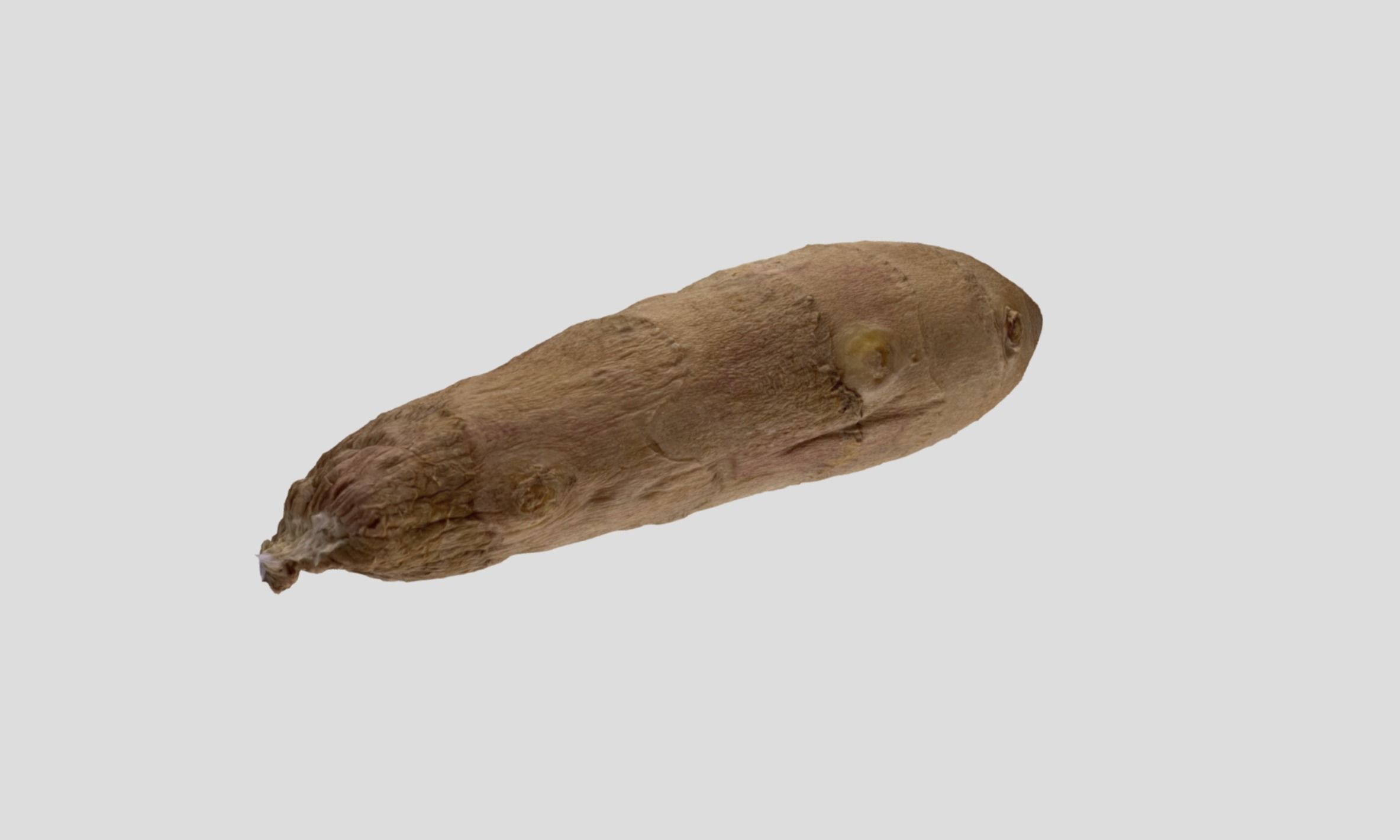 Ginger Root 3D model_19
