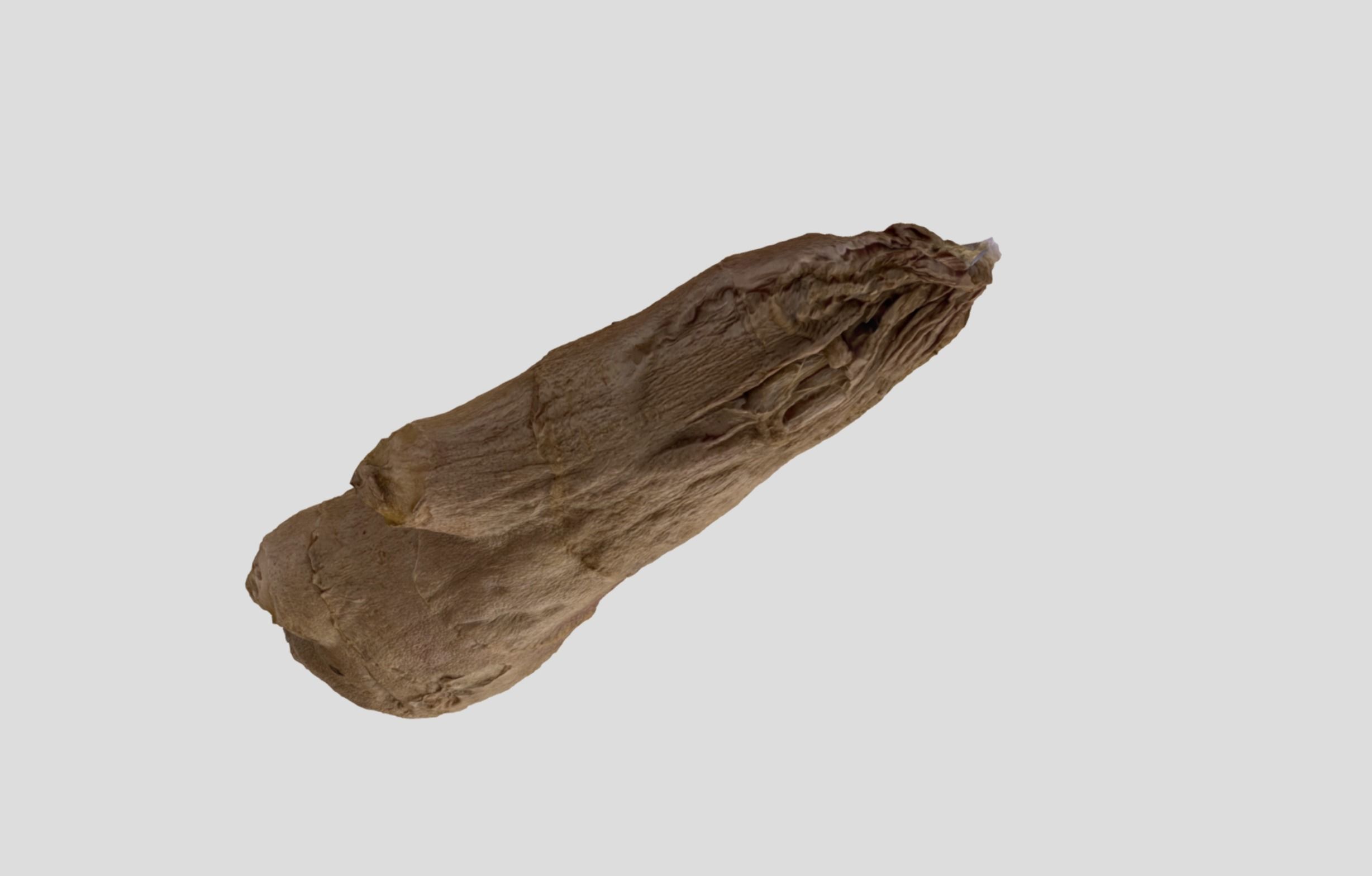 Ginger Root 3D model_17