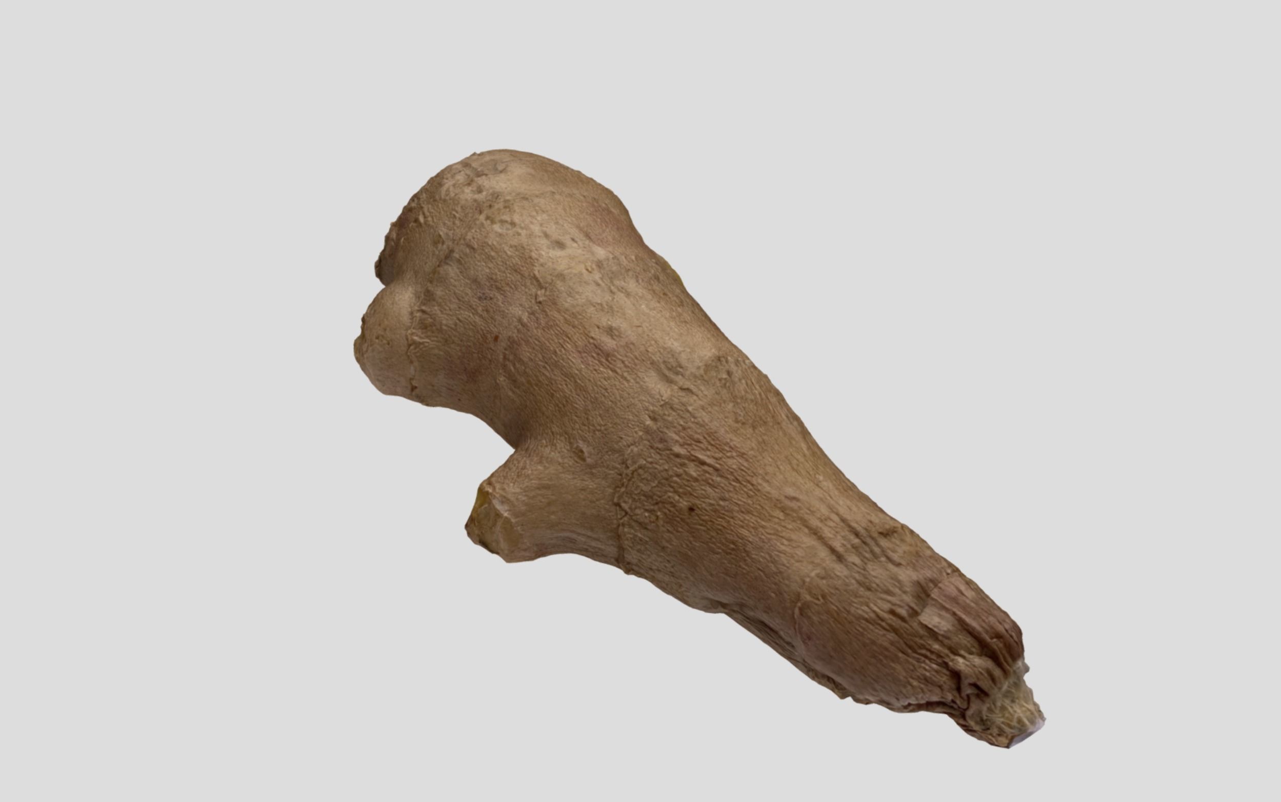 Ginger Root 3D model_2
