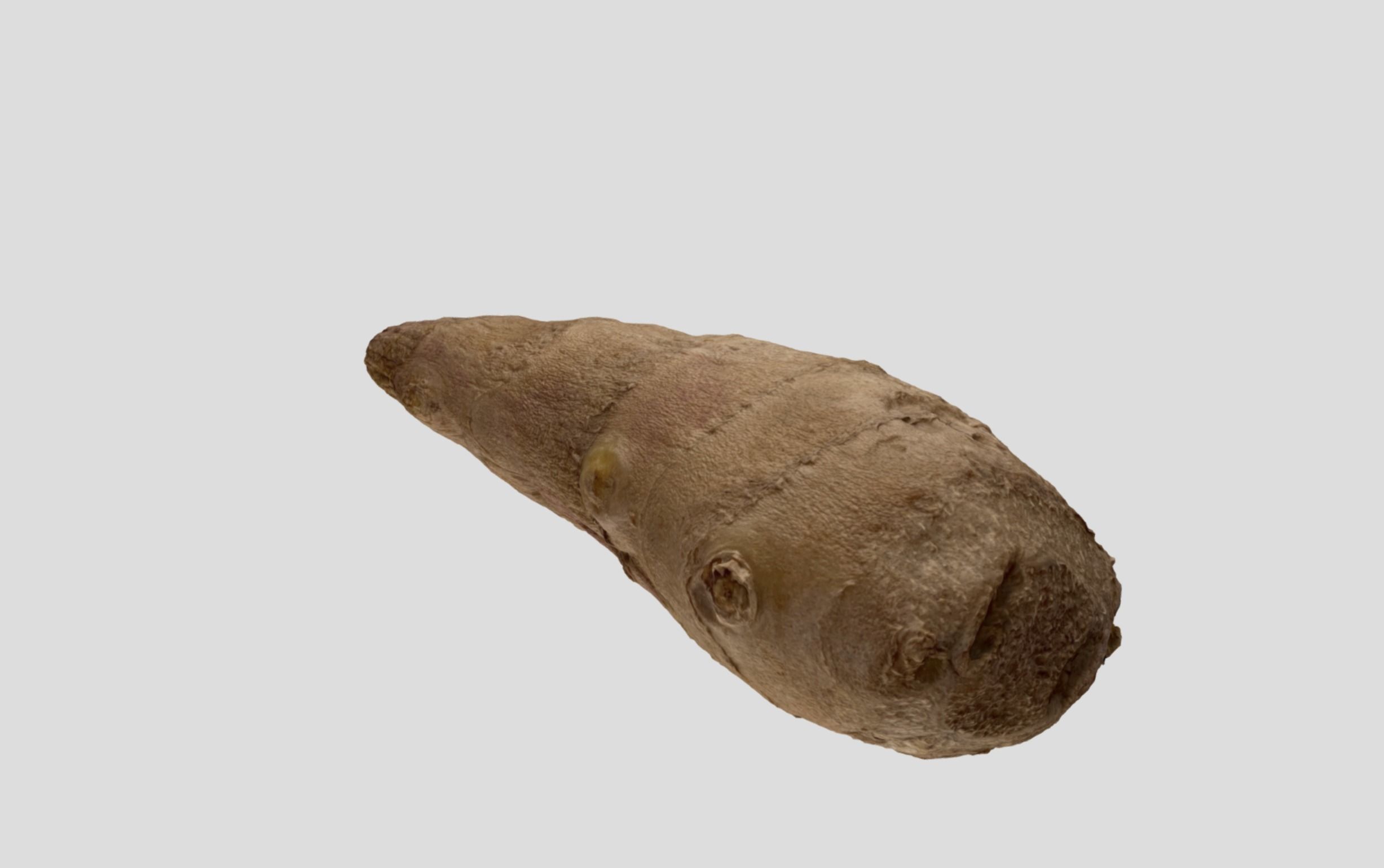 Ginger Root 3D model_8
