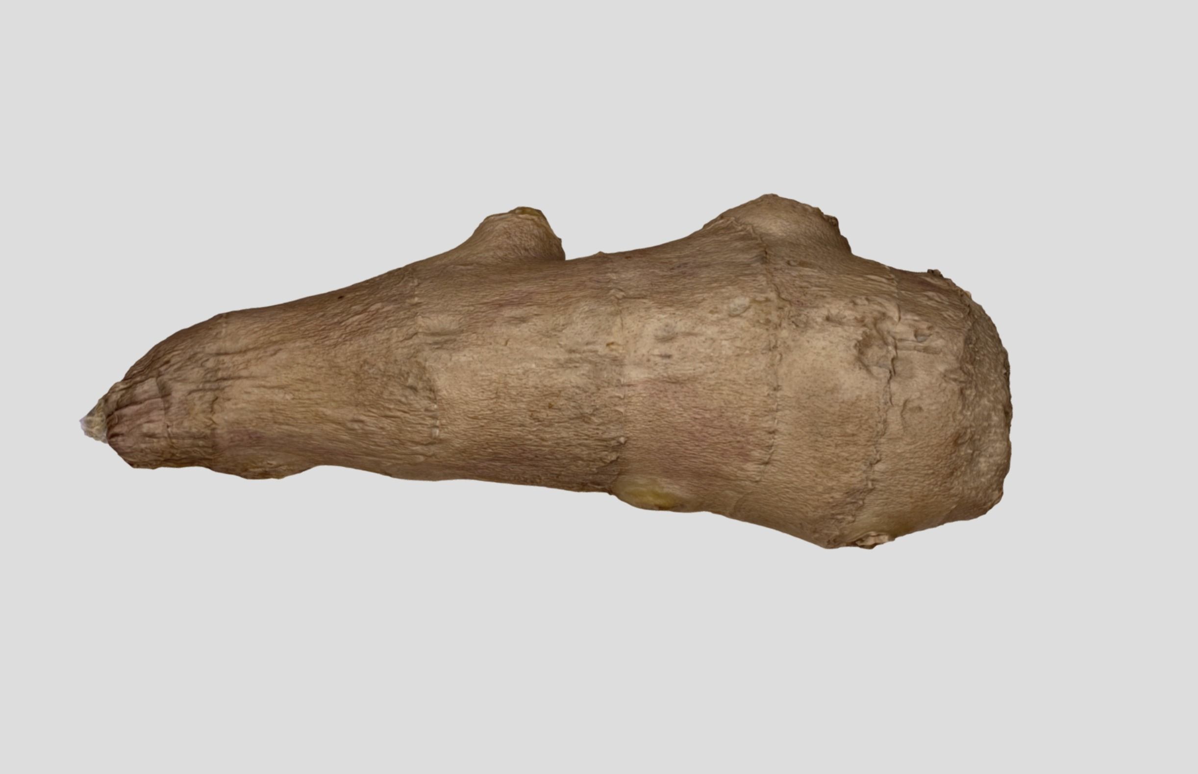 Ginger Root 3D model_23