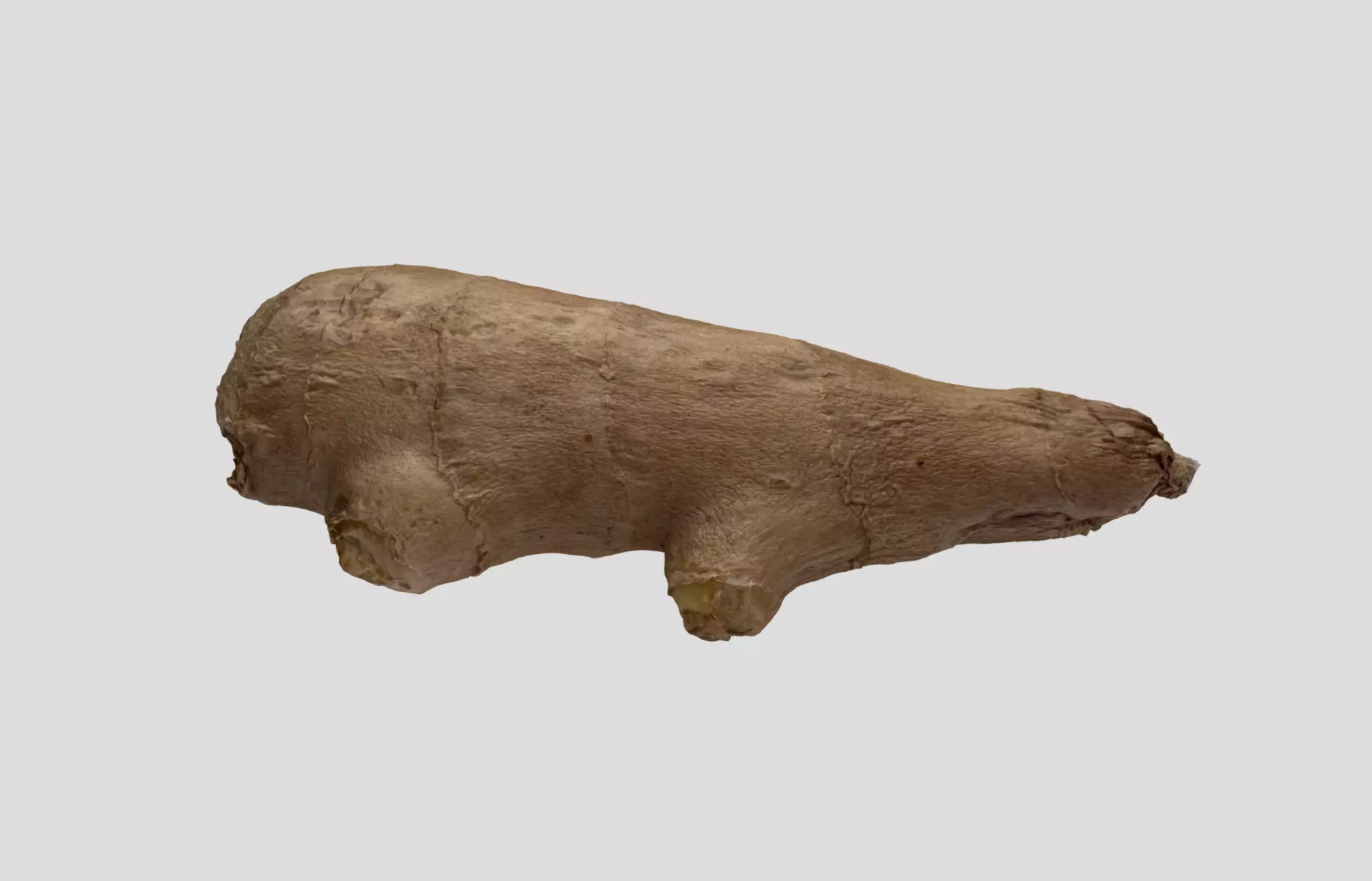 Ginger Root 3D model_0