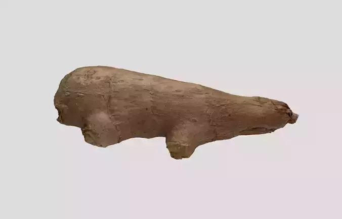 Ginger Root 3D model