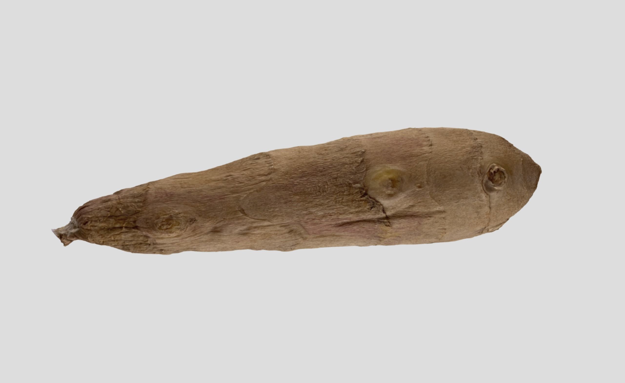 Ginger Root 3D model_7