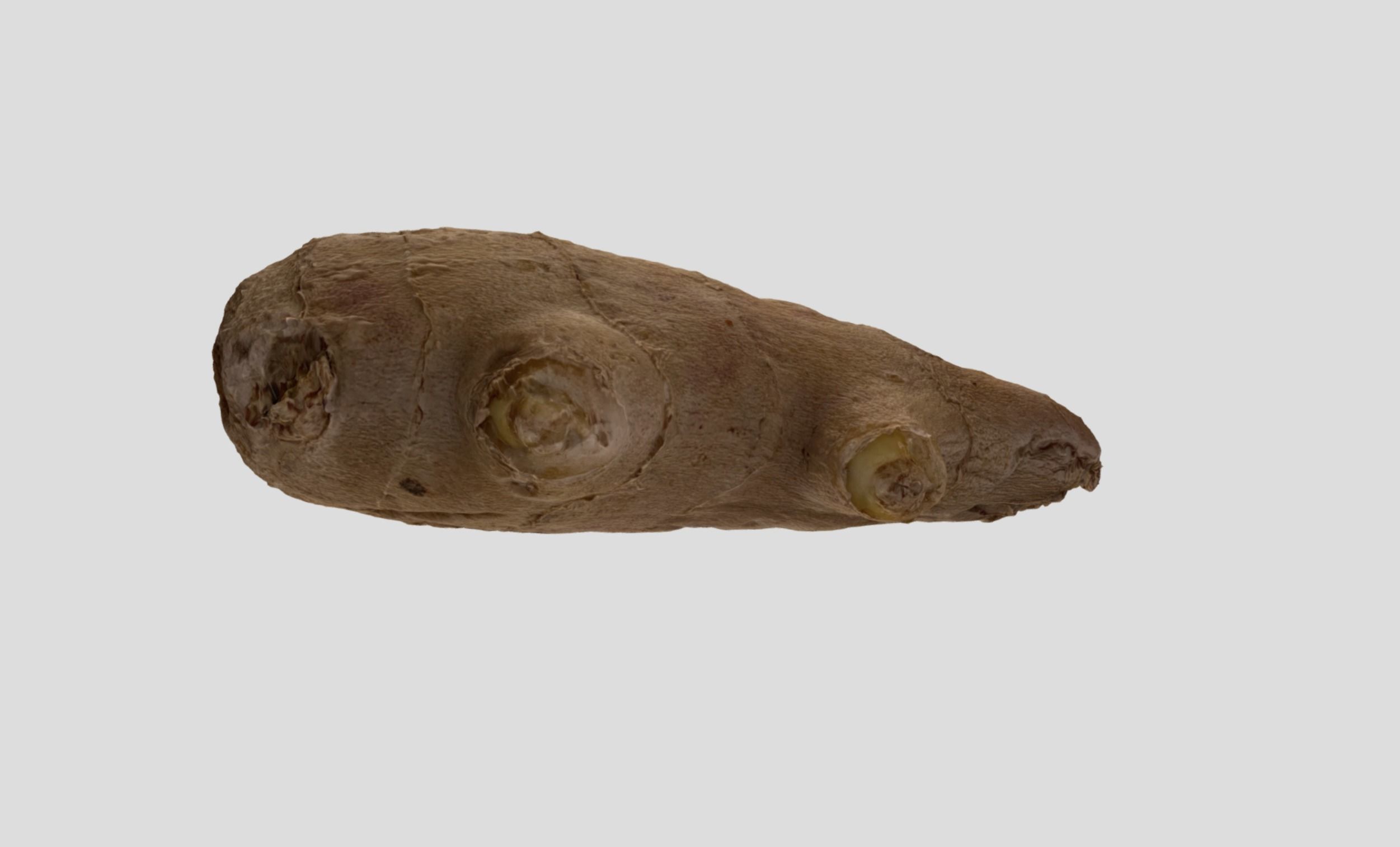 Ginger Root 3D model_12