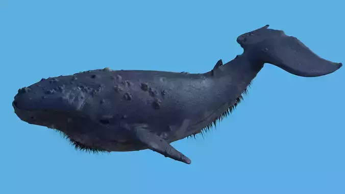 CGI Whale with option to add retractable birdlike wings