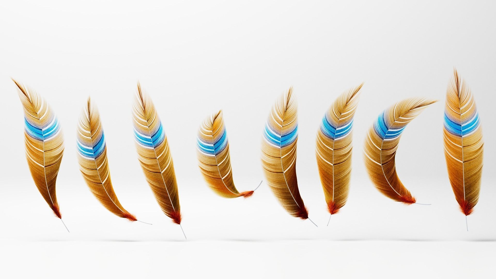 Set of 8 high quality feathers 3D model_3
