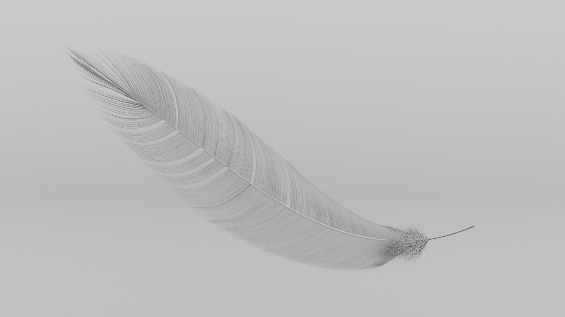 Set of 8 high quality feathers 3D model_2