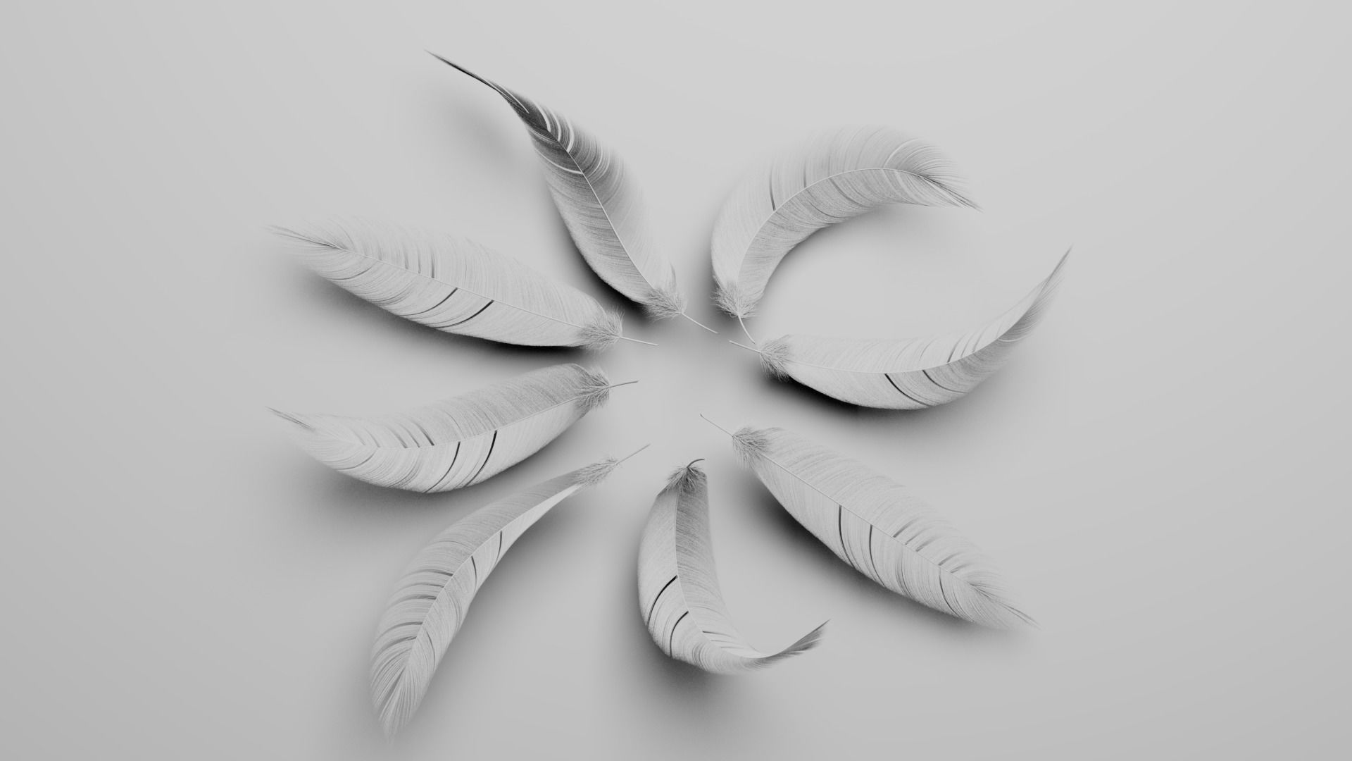 Set of 8 high quality feathers 3D model_6