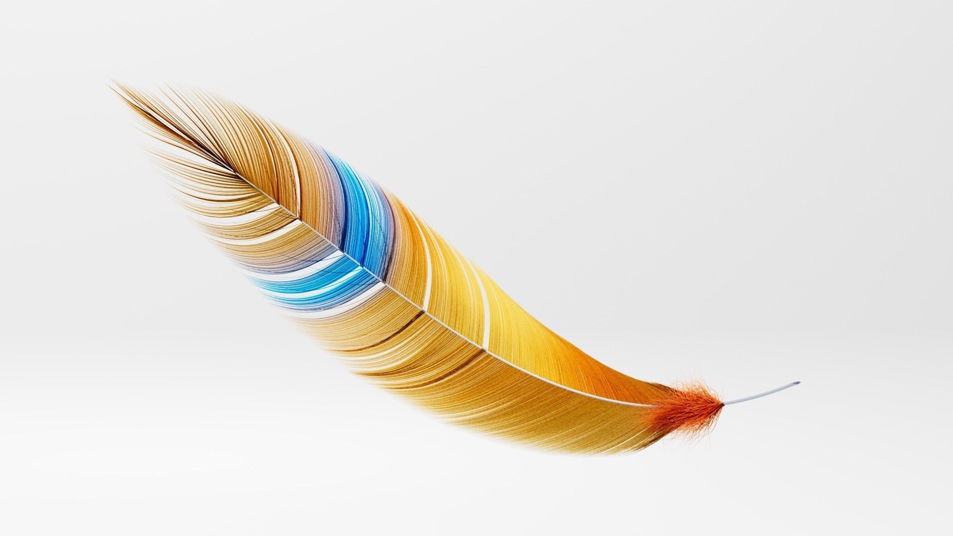 Set of 8 high quality feathers 3D model_1