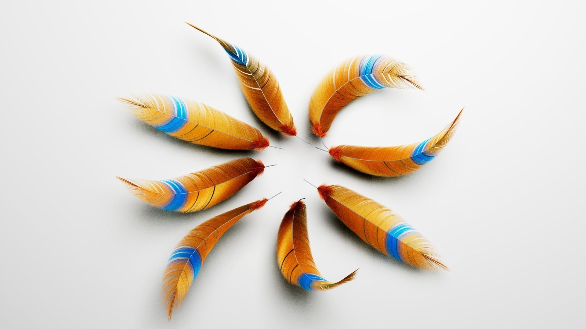 Set of 8 high quality feathers 3D model_5