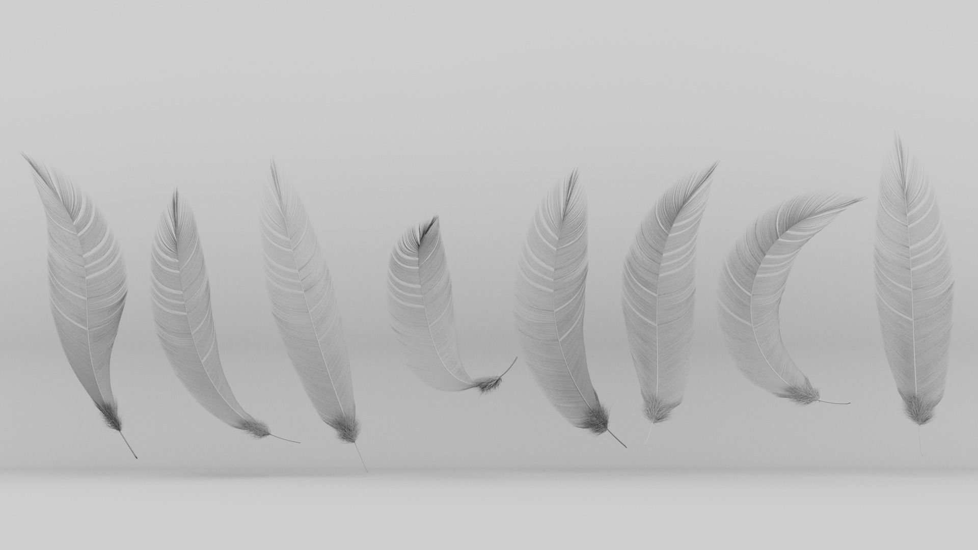 Set of 8 high quality feathers 3D model_4