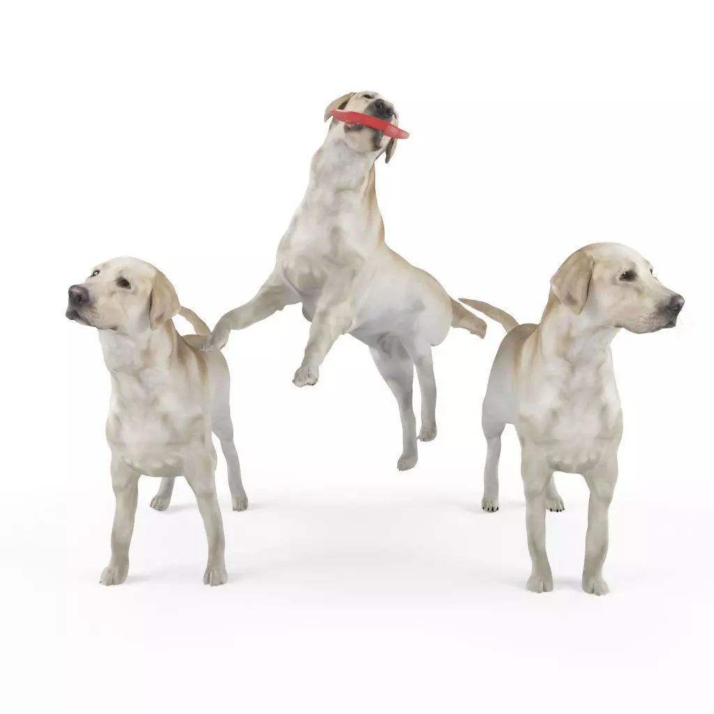 Labrador dog hight poly 3D model