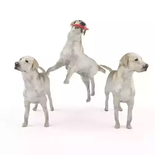 Labrador dog hight poly
