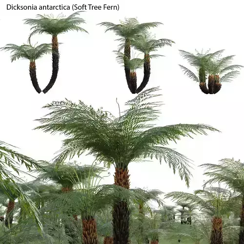 Dicksonia antarctica - Soft Tree Fern 02 3D model