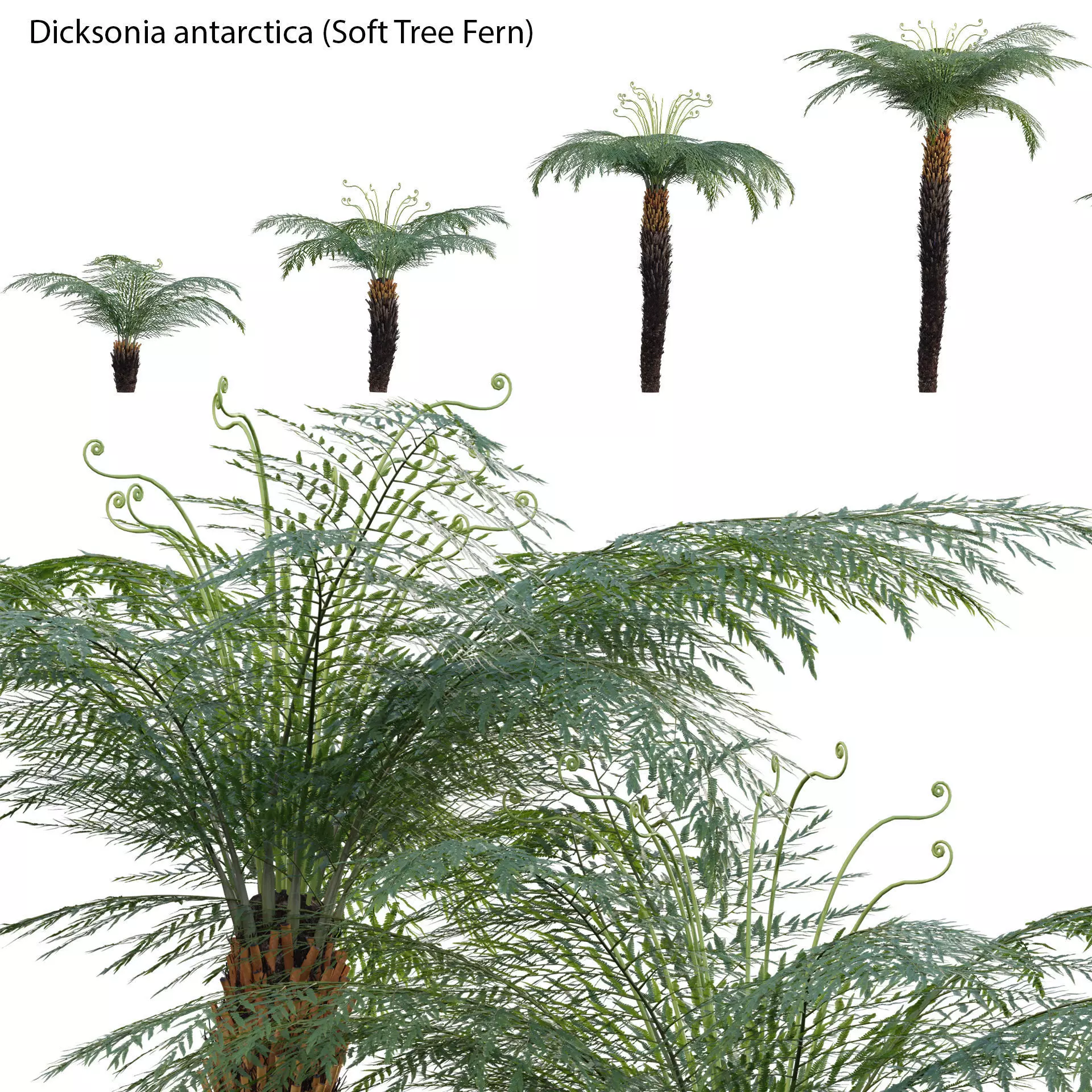 Dicksonia antarctica - Soft Tree Fern 3D model