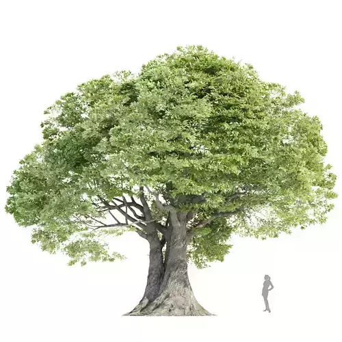 Landscape Tree vol 165 3D Model 3D model