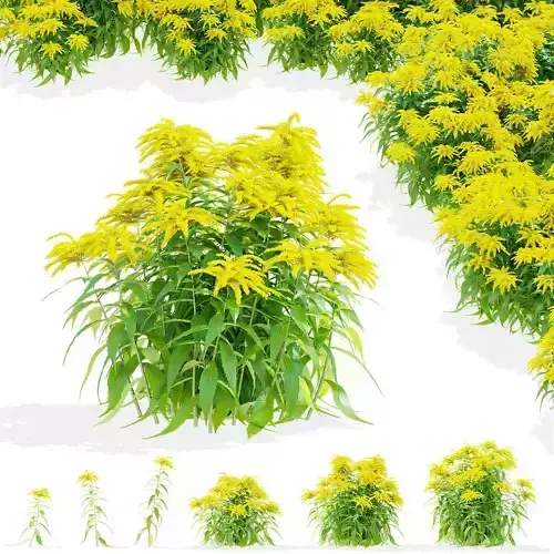  Solidago flower