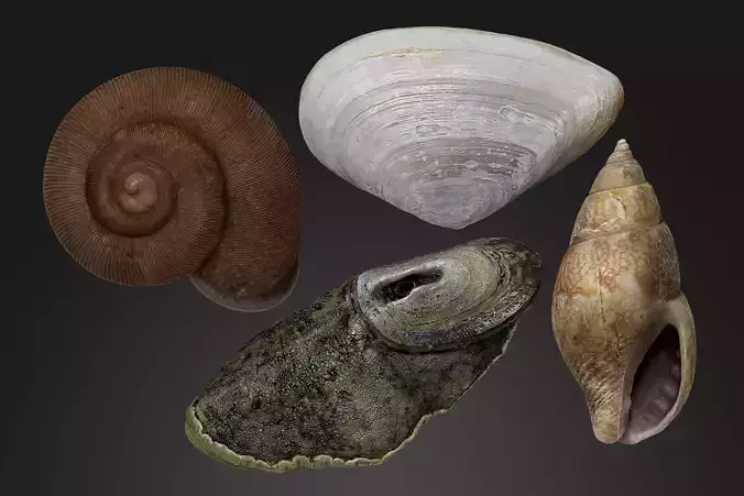 Seashells Vol 2 High-poly 3D model