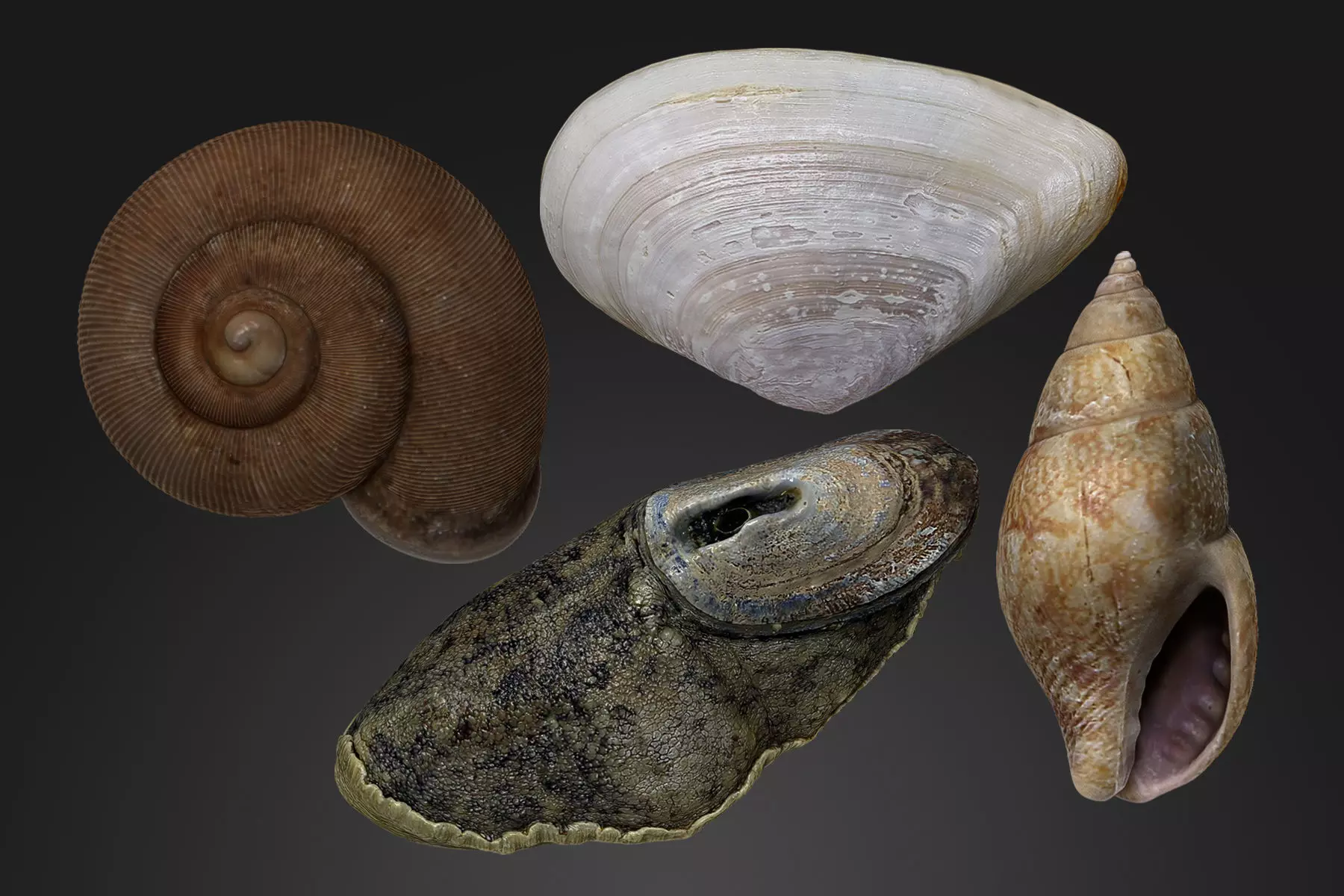 Seashells Vol 2 High-poly 3D model 3D print model
