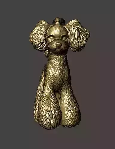 Toy Poodle 3 No Collar