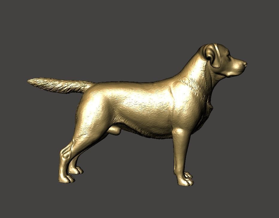 Labrador Retriever Dog 3D print model_2