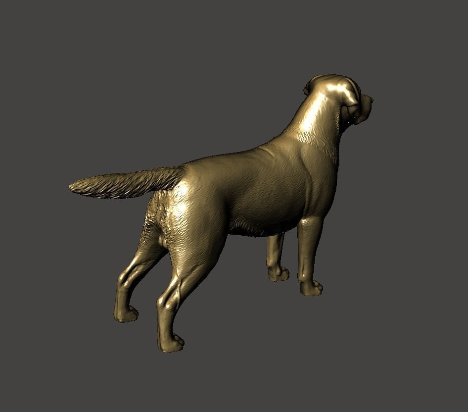 Labrador Retriever Dog 3D print model_3