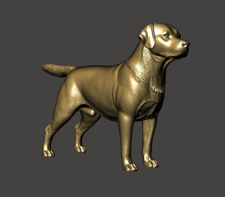 Labrador Retriever Dog 3D print model_1