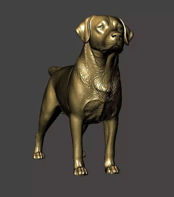 Labrador Retriever Dog 3D print model_0