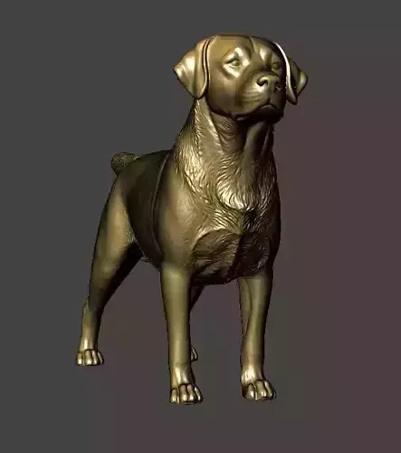 Labrador Retriever Dog 3D print model