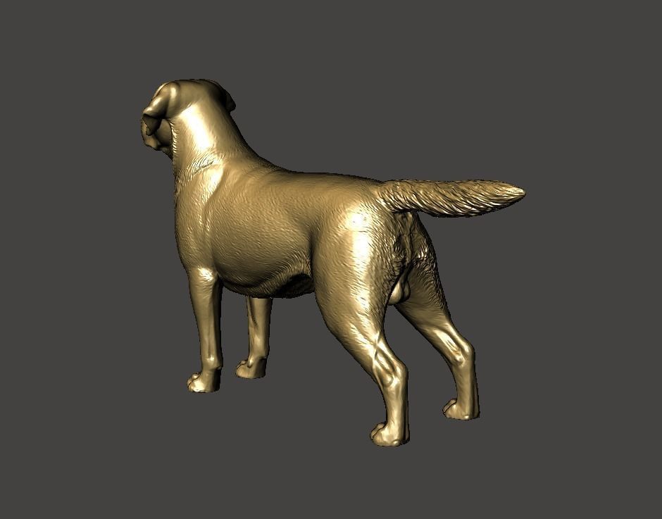 Labrador Retriever Dog 3D print model_4