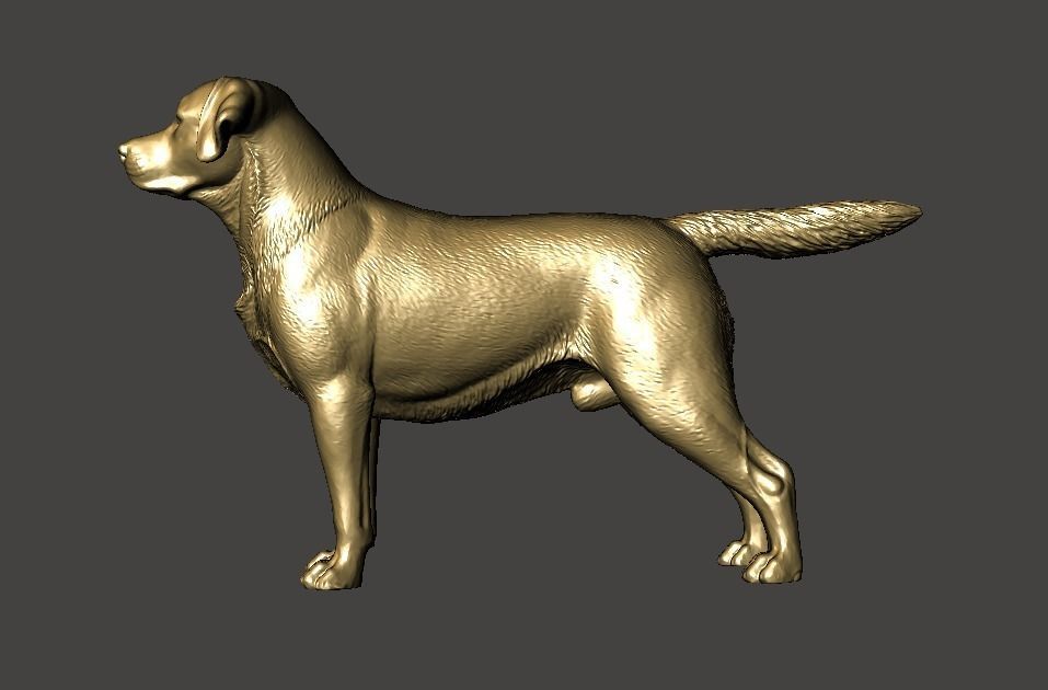 Labrador Retriever Dog 3D print model_5