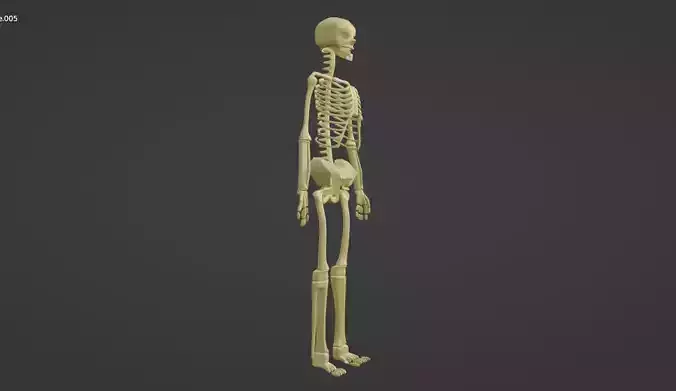 HUMAN skeleton