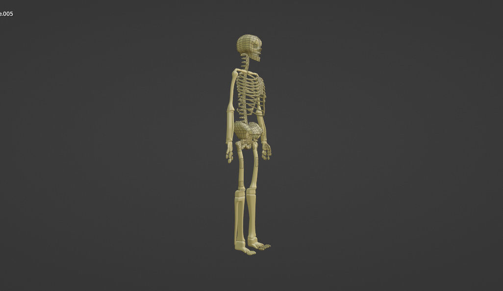 HUMAN skeleton 3D model_29